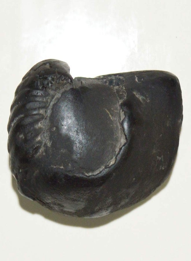 غلوبال العالمية الأصلية Hiranyagarbha Shaligram Shila Origin Gandaki River نيبال أيدول لورد فيشنو، تولسي بوجا - Image 3